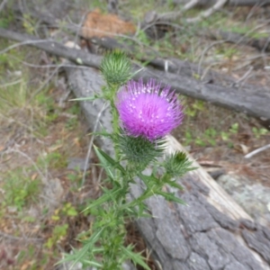 Cirsium vulgare at Isaacs, ACT - 20 Jan 2015 09:02 AM