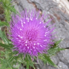 Cirsium vulgare at Isaacs, ACT - 20 Jan 2015