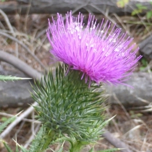 Cirsium vulgare at Isaacs, ACT - 20 Jan 2015 09:02 AM