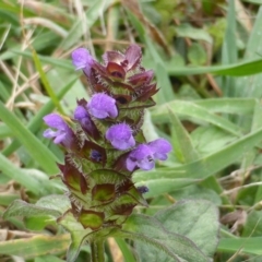 Prunella vulgaris (Self-heal, Heal All) at Isaacs, ACT - 19 Jan 2015 by Mike