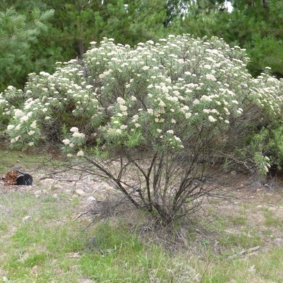 Cassinia longifolia (Shiny Cassinia, Cauliflower Bush) at Isaacs, ACT - 19 Jan 2015 by Mike