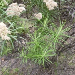 Cassinia longifolia at Isaacs, ACT - 20 Jan 2015 09:10 AM