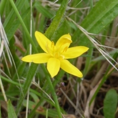 Hypoxis hygrometrica (Golden Weather-grass) at Isaacs, ACT - 20 Jan 2015 by Mike