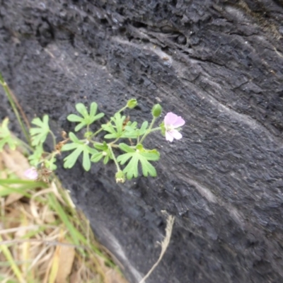 Geranium solanderi var. solanderi (Native Geranium) at Isaacs, ACT - 19 Jan 2015 by Mike