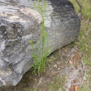 Senecio diaschides at Isaacs, ACT - 20 Jan 2015 09:18 AM