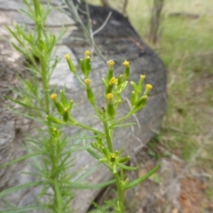 Senecio diaschides at Isaacs, ACT - 20 Jan 2015 09:18 AM