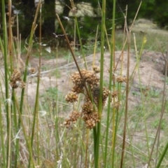 Unidentified at Isaacs, ACT - 20 Jan 2015 by Mike