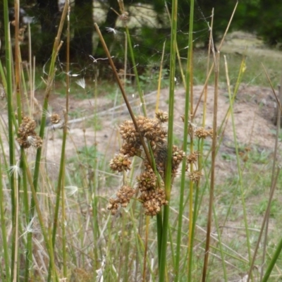 Unidentified at Isaacs, ACT - 20 Jan 2015 by Mike