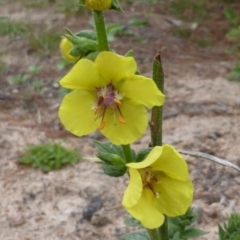 Verbascum virgatum (Green Mullein) at Isaacs, ACT - 20 Jan 2015 by Mike