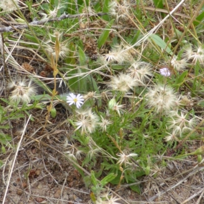 Vittadinia muelleri (Narrow-leafed New Holland Daisy) at Isaacs, ACT - 19 Jan 2015 by Mike