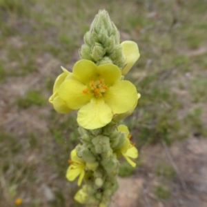 Verbascum thapsus subsp. thapsus at Isaacs, ACT - 20 Jan 2015 09:30 AM