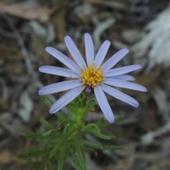 Olearia tenuifolia (Narrow-leaved Daisybush) at Tennent, ACT - 13 Dec 2014 by michaelb