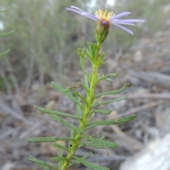 Olearia tenuifolia at Tennent, ACT - 13 Dec 2014 07:55 PM