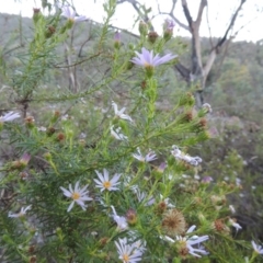 Olearia tenuifolia at Tennent, ACT - 13 Dec 2014 07:55 PM