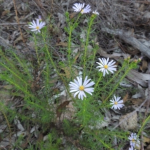 Olearia tenuifolia at Tennent, ACT - 13 Dec 2014 07:55 PM