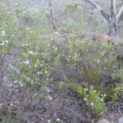 Olearia tenuifolia at Tennent, ACT - 13 Dec 2014 07:55 PM