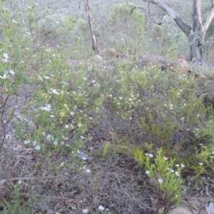 Olearia tenuifolia at Tennent, ACT - 13 Dec 2014 07:55 PM