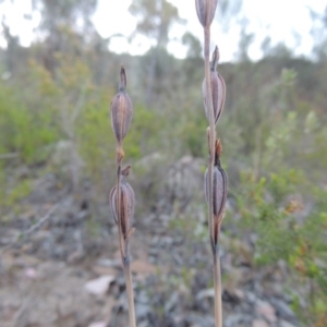 Thelymitra sp. at Tennent, ACT - suppressed