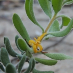 Persoonia rigida (Hairy Geebung) at Tennent, ACT - 13 Dec 2014 by MichaelBedingfield