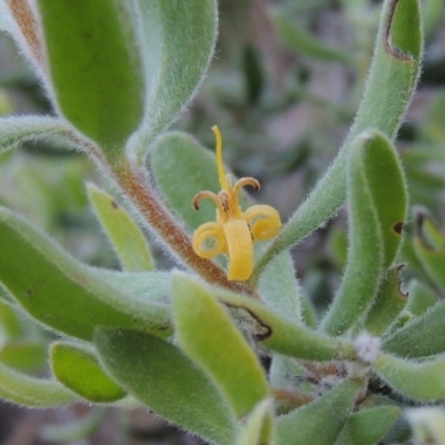 Persoonia rigida (Hairy Geebung) at Conder, ACT - 7 Dec 2014 by MichaelBedingfield
