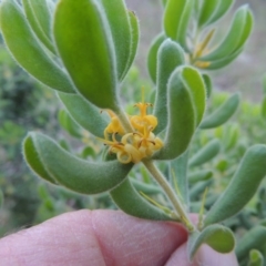 Persoonia rigida (Hairy Geebung) at Conder, ACT - 7 Dec 2014 by MichaelBedingfield