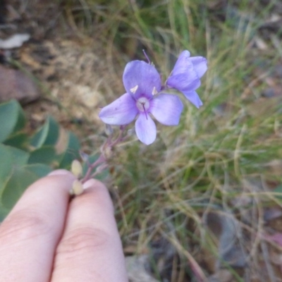 Veronica perfoliata (Digger's Speedwell) at Booth, ACT - 24 Jan 2015 by RobynHall