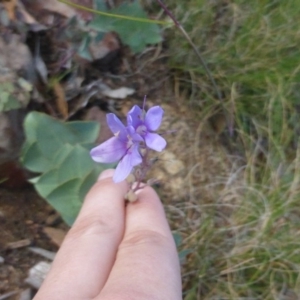 Veronica perfoliata at Booth, ACT - 25 Jan 2015