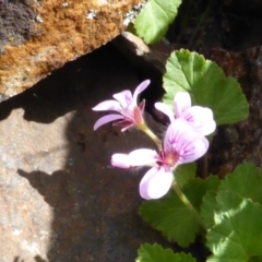 Pelargonium inodorum at Booth, ACT - 25 Jan 2015