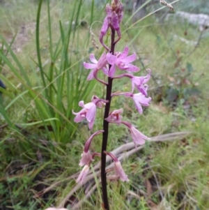 Dipodium roseum at Booth, ACT - suppressed