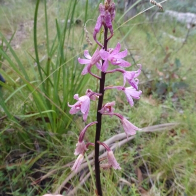 Dipodium roseum (Rosy Hyacinth Orchid) at Booth, ACT - 24 Jan 2015 by RobynHall