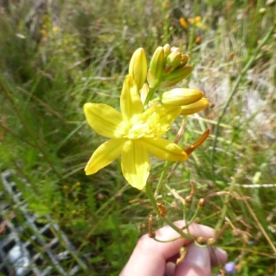 Bulbine glauca (Rock Lily) at Booth, ACT - 24 Jan 2015 by RobynHall