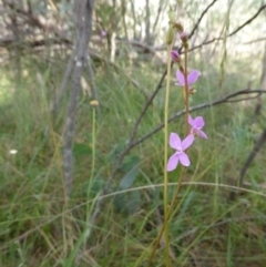 Stylidium sp. (Trigger Plant) at Booth, ACT - 25 Jan 2015 by RobynHall