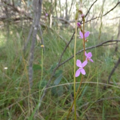 Stylidium sp. (Trigger Plant) at Booth, ACT - 24 Jan 2015 by RobynHall