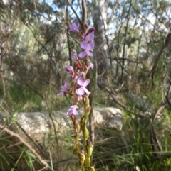 Stylidium sp. at Booth, ACT - 25 Jan 2015