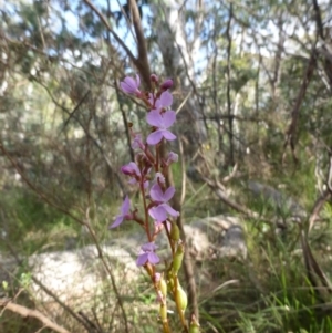 Stylidium sp. at Booth, ACT - 25 Jan 2015