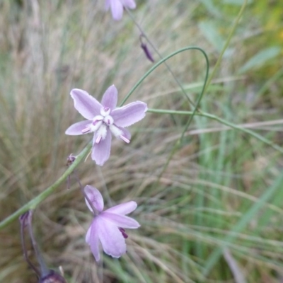 Arthropodium milleflorum (Vanilla Lily) at Booth, ACT - 24 Jan 2015 by RobynHall