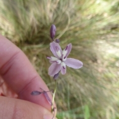 Arthropodium milleflorum at Booth, ACT - 25 Jan 2015