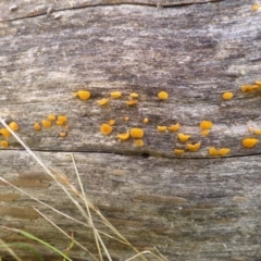 Heterotextus sp. at Mount Clear, ACT - 25 Jan 2015