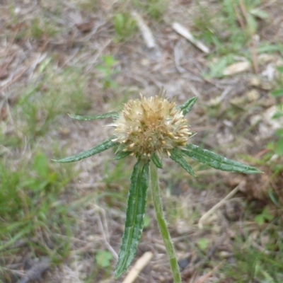 Euchiton sphaericus (star cudweed) at Isaacs, ACT - 20 Jan 2015 by Mike