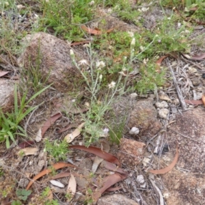 Vittadinia cuneata var. cuneata at Isaacs, ACT - 20 Jan 2015 09:54 AM