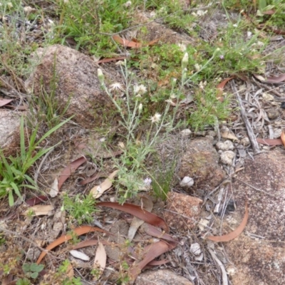 Vittadinia cuneata var. cuneata (Fuzzy New Holland Daisy) at Isaacs, ACT - 20 Jan 2015 by Mike