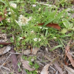 Vittadinia muelleri (Narrow-leafed New Holland Daisy) at Isaacs, ACT - 20 Jan 2015 by Mike