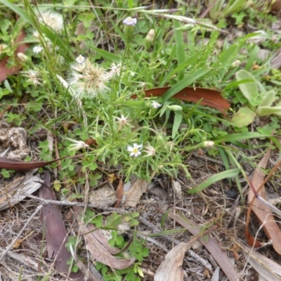 Vittadinia muelleri (Narrow-leafed New Holland Daisy) at Isaacs, ACT - 20 Jan 2015 by Mike