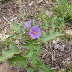 Solanum cinereum (Narrawa Burr) at Isaacs, ACT - 19 Jan 2015 by Mike