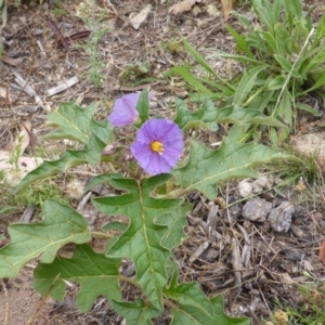 Solanum cinereum at Isaacs, ACT - 20 Jan 2015