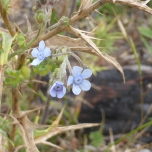 Cynoglossum australe at Isaacs, ACT - 20 Jan 2015 09:56 AM