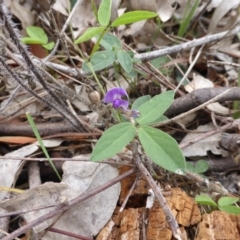 Glycine tabacina (Variable Glycine) at Jerrabomberra, ACT - 19 Jan 2015 by Mike