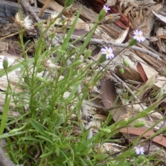 Vittadinia muelleri (Narrow-leafed New Holland Daisy) at Isaacs, ACT - 20 Jan 2015 by Mike