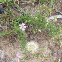 Vittadinia muelleri at Isaacs, ACT - 20 Jan 2015 10:04 AM