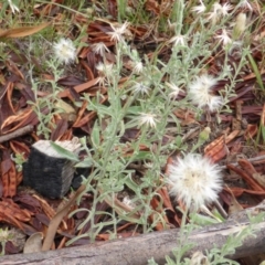 Vittadinia cuneata var. cuneata (Fuzzy New Holland Daisy) at Jerrabomberra, ACT - 19 Jan 2015 by Mike